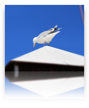 collage image title