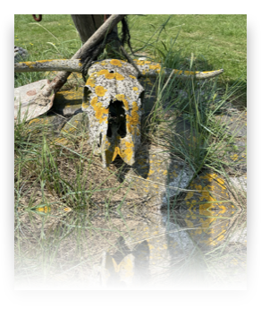 collage image title