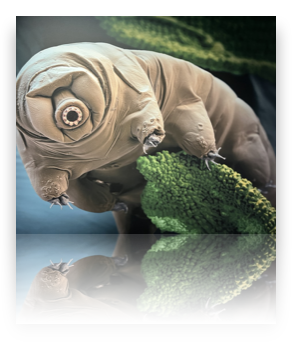 collage image title