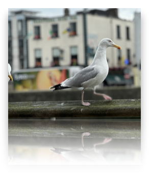 collage image title