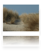 collage image title