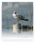 collage image title
