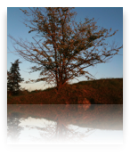 collage image title