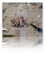collage image title