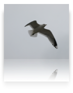 collage image title