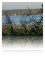 collage image title