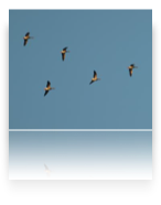 collage image title