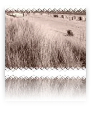 collage image title