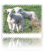 collage image title